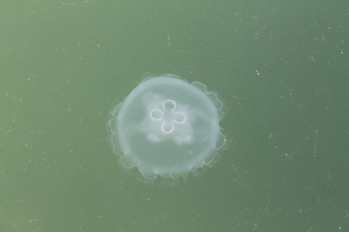 photo of Moon Jellies (Aurelia)