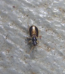 Pentagonica
