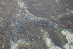 Holothuria atra