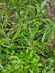 Cyperus eragrostis image