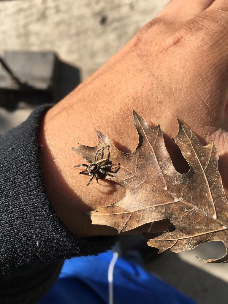 Araña saltarina gris de pared desde Calle de los Naranjos 114, Juárez