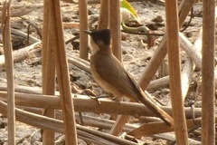 Pycnonotus xanthorrhous