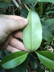 Medinilla medinilliana