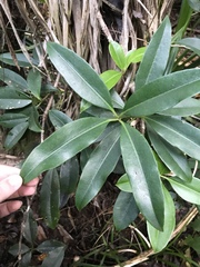 Medinilla medinilliana