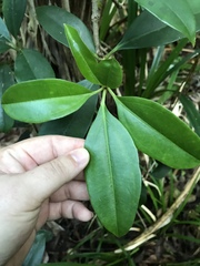 Medinilla medinilliana