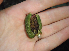 Pouteria adolfi-friedericii