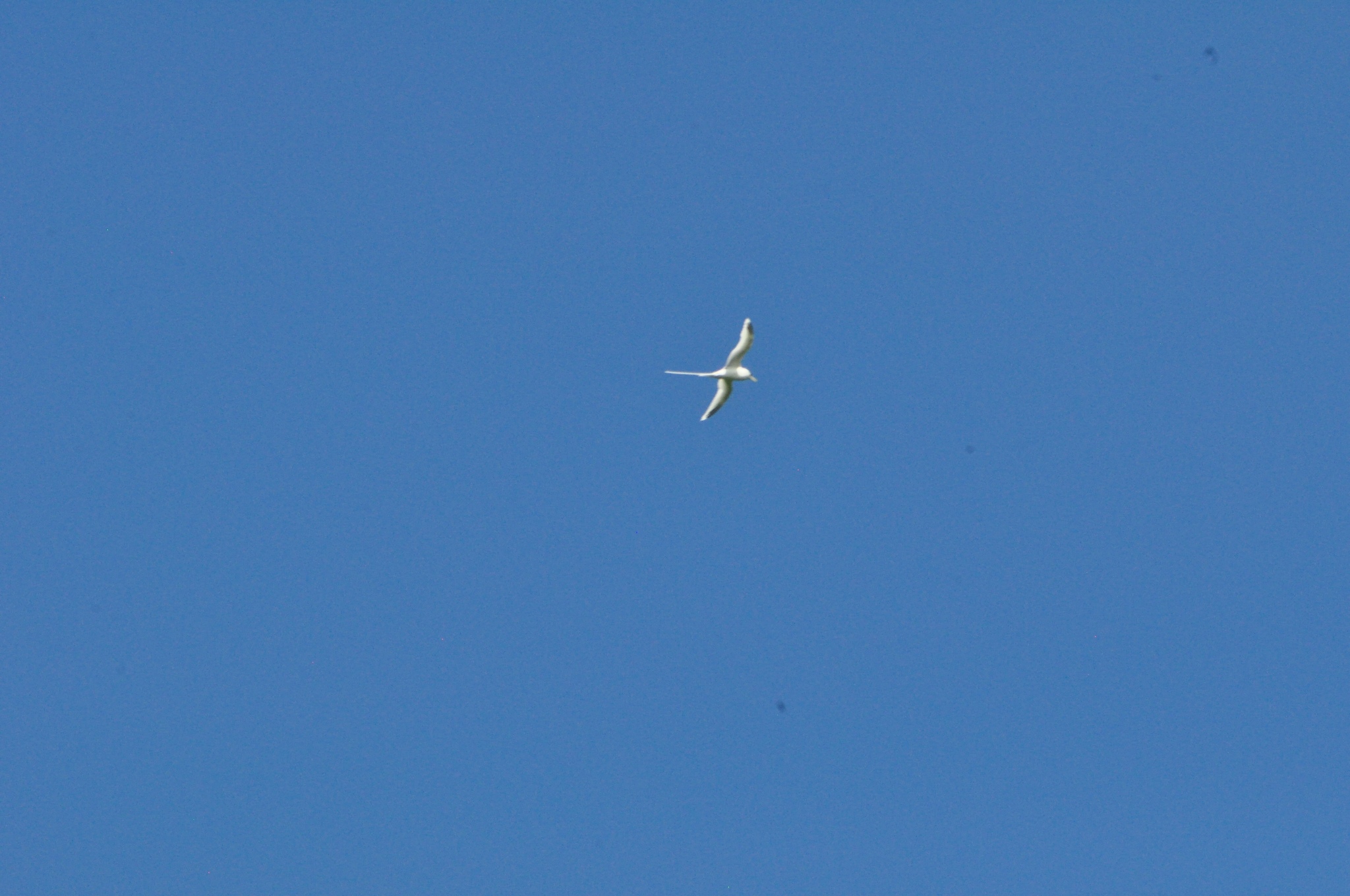 White-tailed Tropicbird