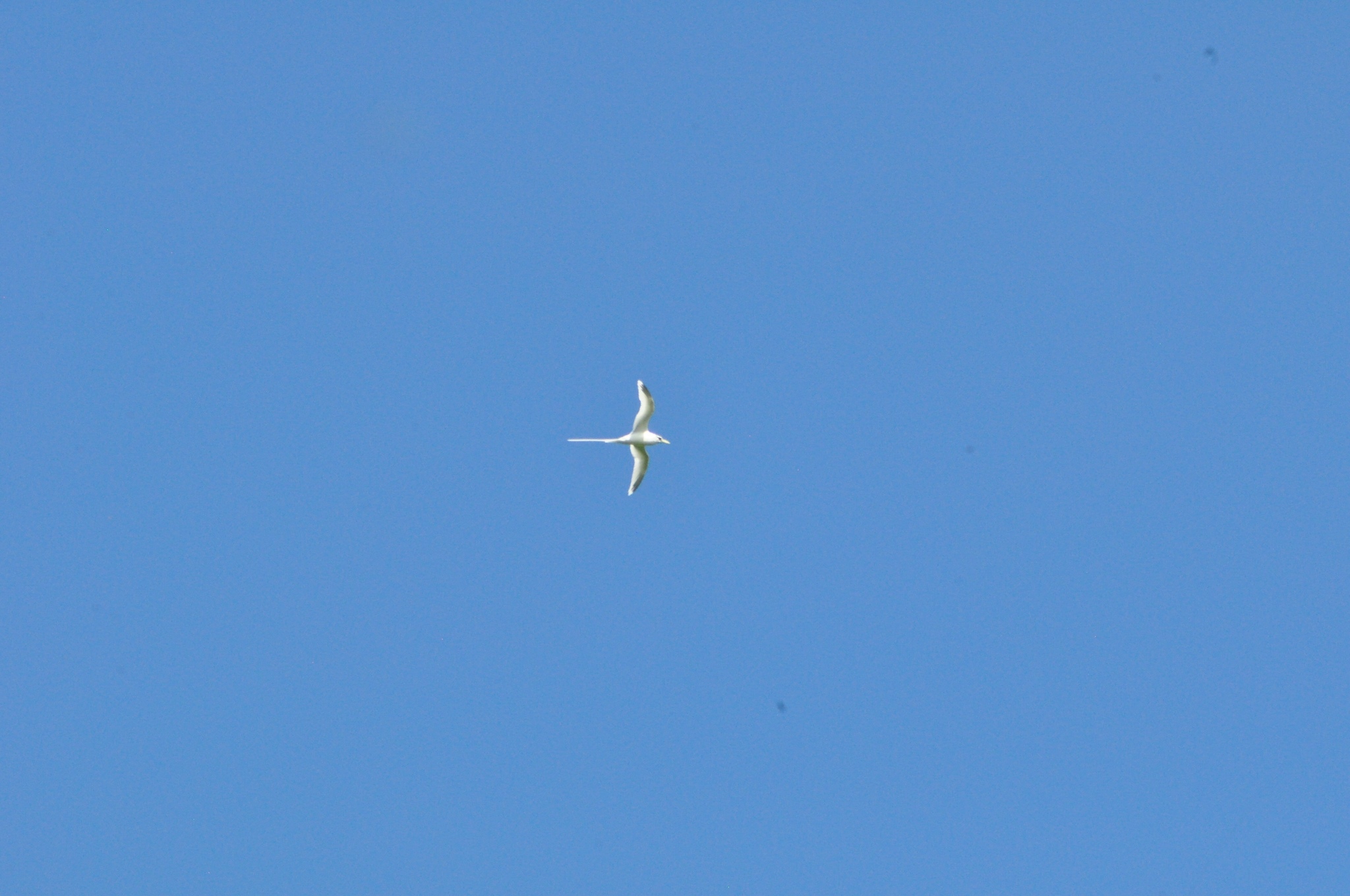 White-tailed Tropicbird