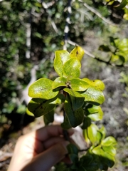 Coprosma montana