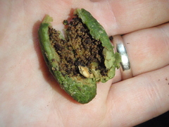 Pouteria adolfi-friedericii