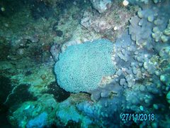 Fimbriaphyllia ancora