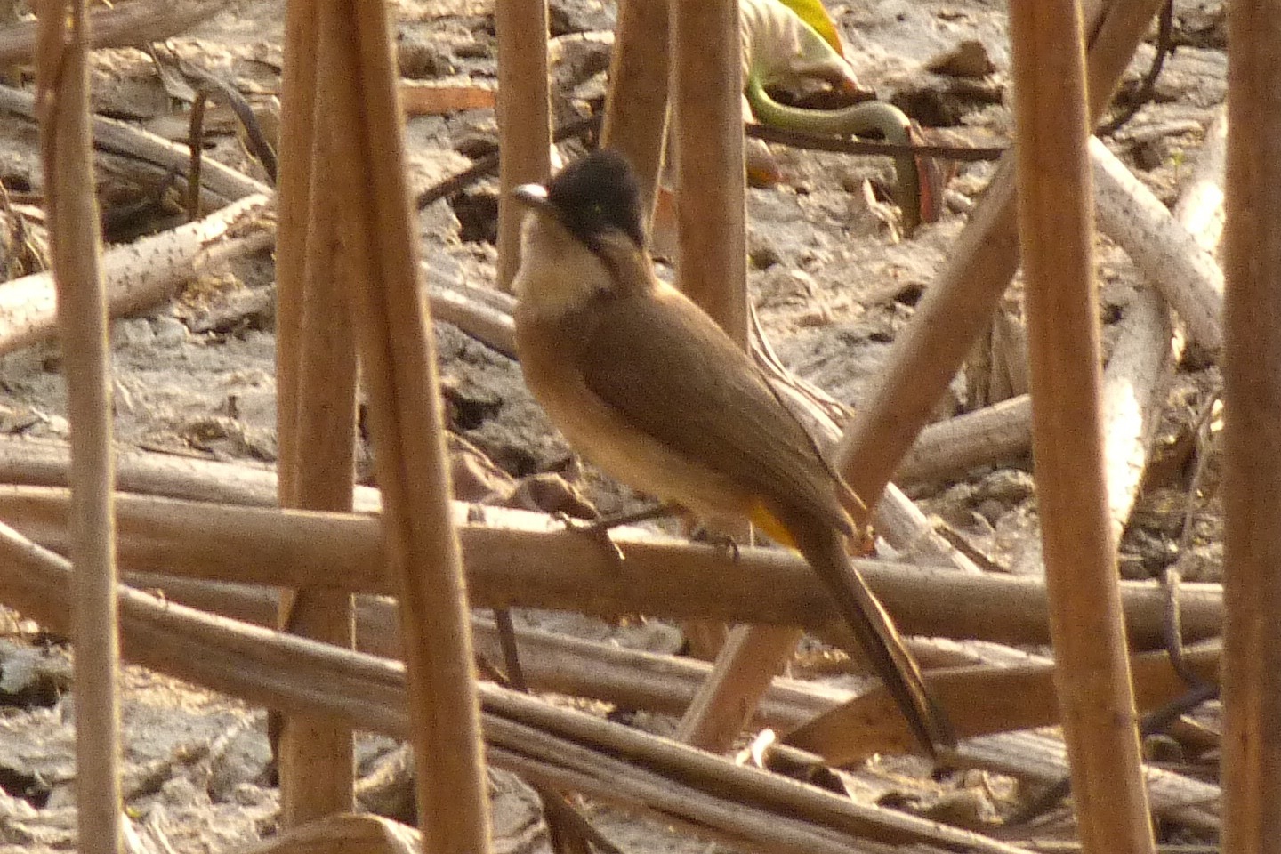 Brown-breasted Bulbul