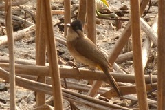 Pycnonotus xanthorrhous