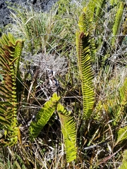 Polypodium pellucidum