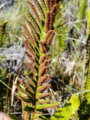 Polypodium pellucidum