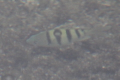 Abudefduf abdominalis