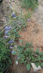 Penstemon humilis obtusifolius