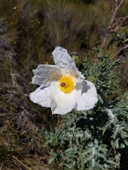 Argemone glauca