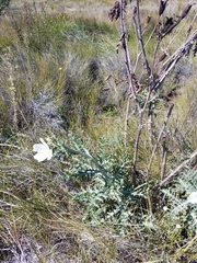 Argemone glauca