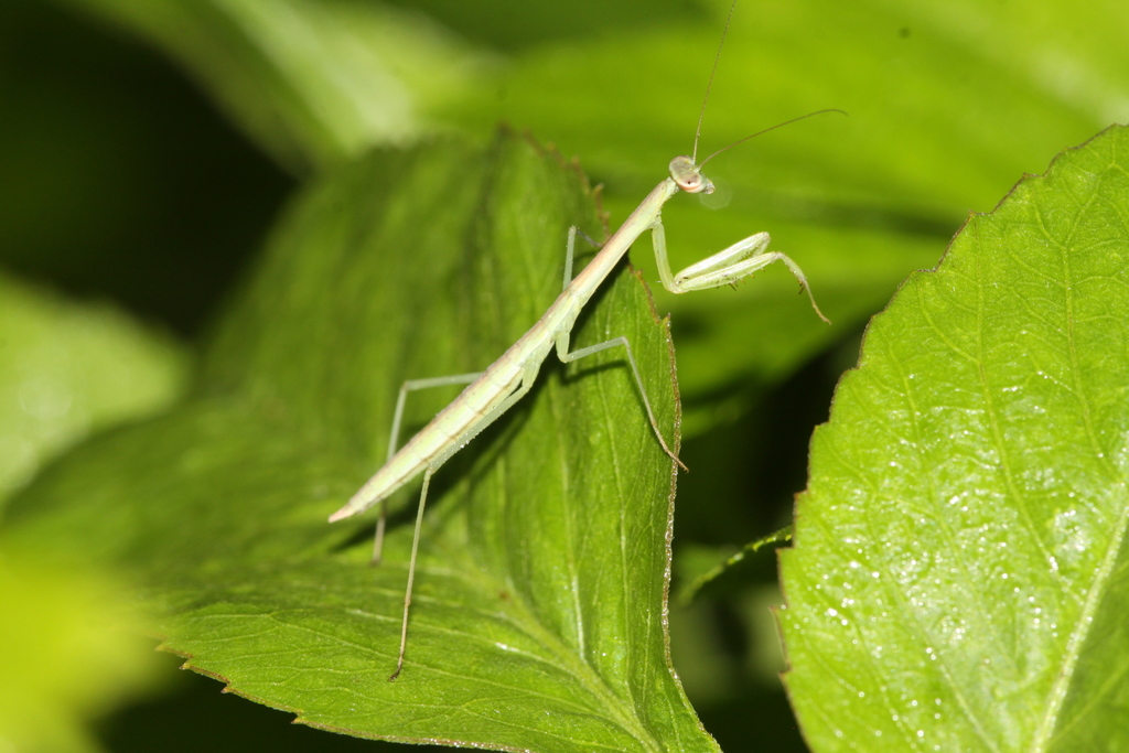 Tenodera from 646台灣雲林縣古坑鄉華山雲林文學步道 on August 18, 2011 at 07:08 AM by ...