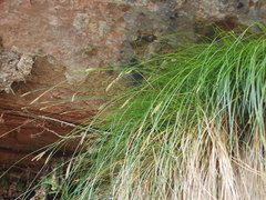 Carex curatorum