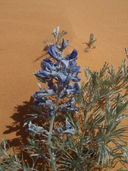 Sophora stenophylla