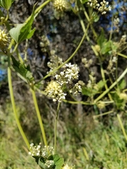 Sicyoeae