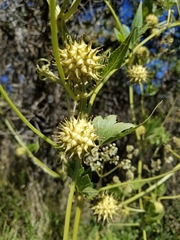 Sicyoeae