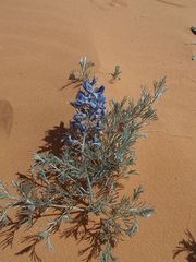 Sophora stenophylla