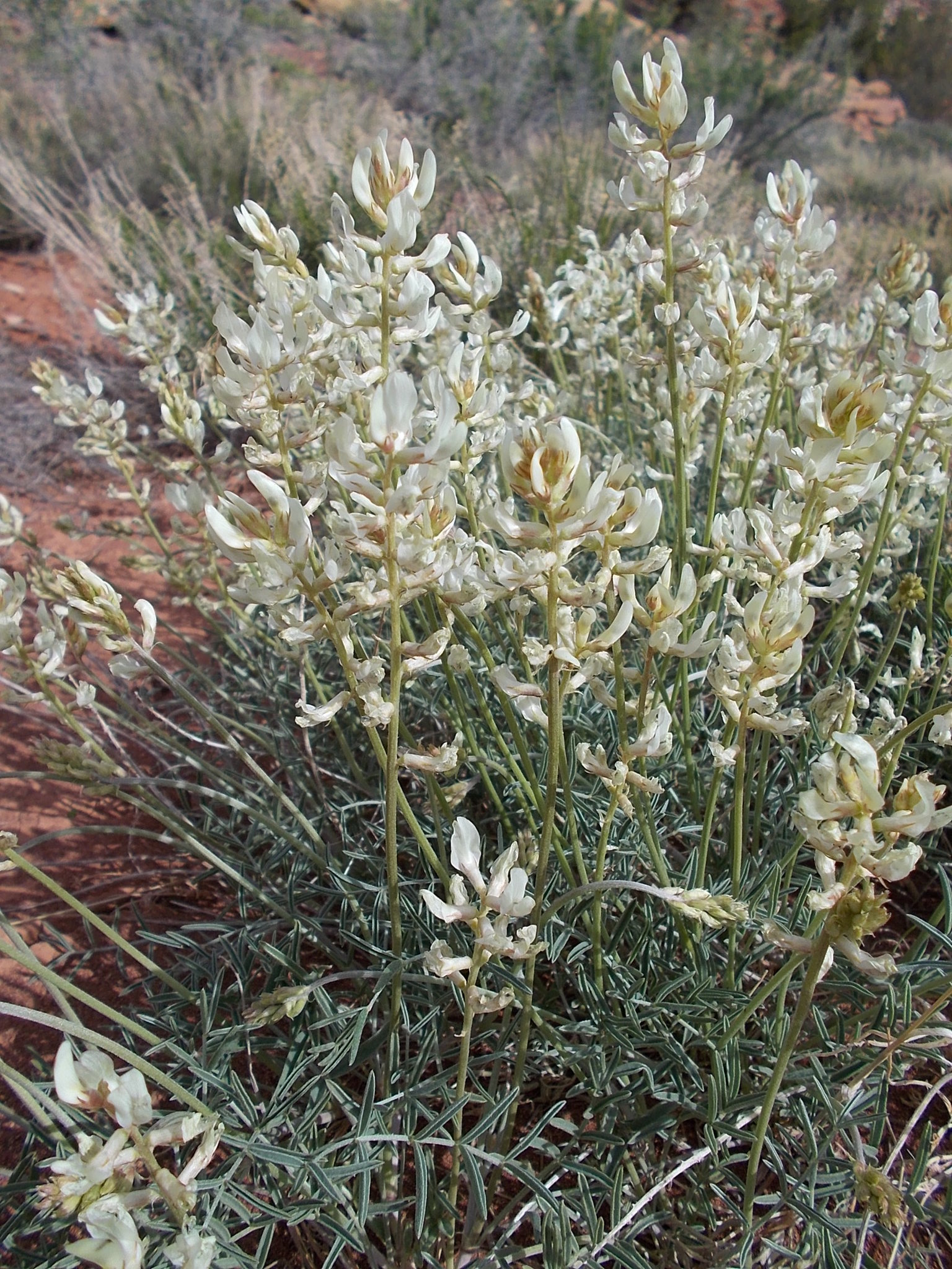 Astragalus flavus var. flavus