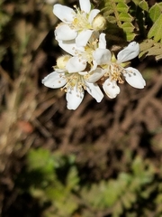 Osteomeles anthyllidifolia