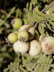 Osteomeles anthyllidifolia