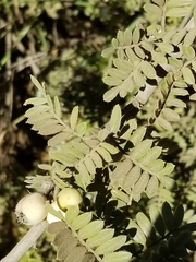 Osteomeles anthyllidifolia