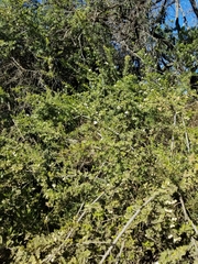 Osteomeles anthyllidifolia