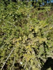 Osteomeles anthyllidifolia