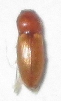 Cardiophorinae