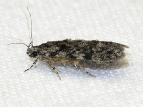 Xenolechia ontariensis photo 5