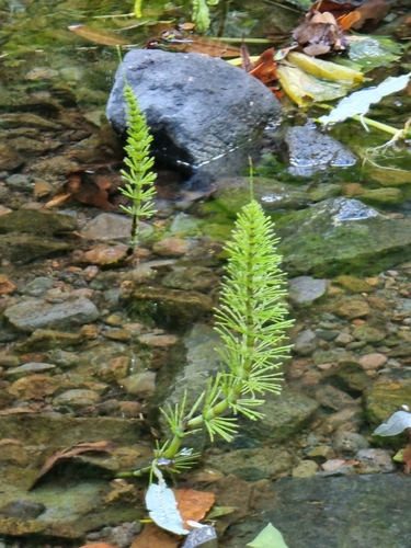 Equisetum image