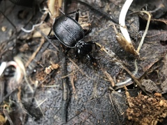 Scaphinotus interruptus