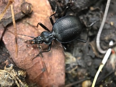 Scaphinotus interruptus