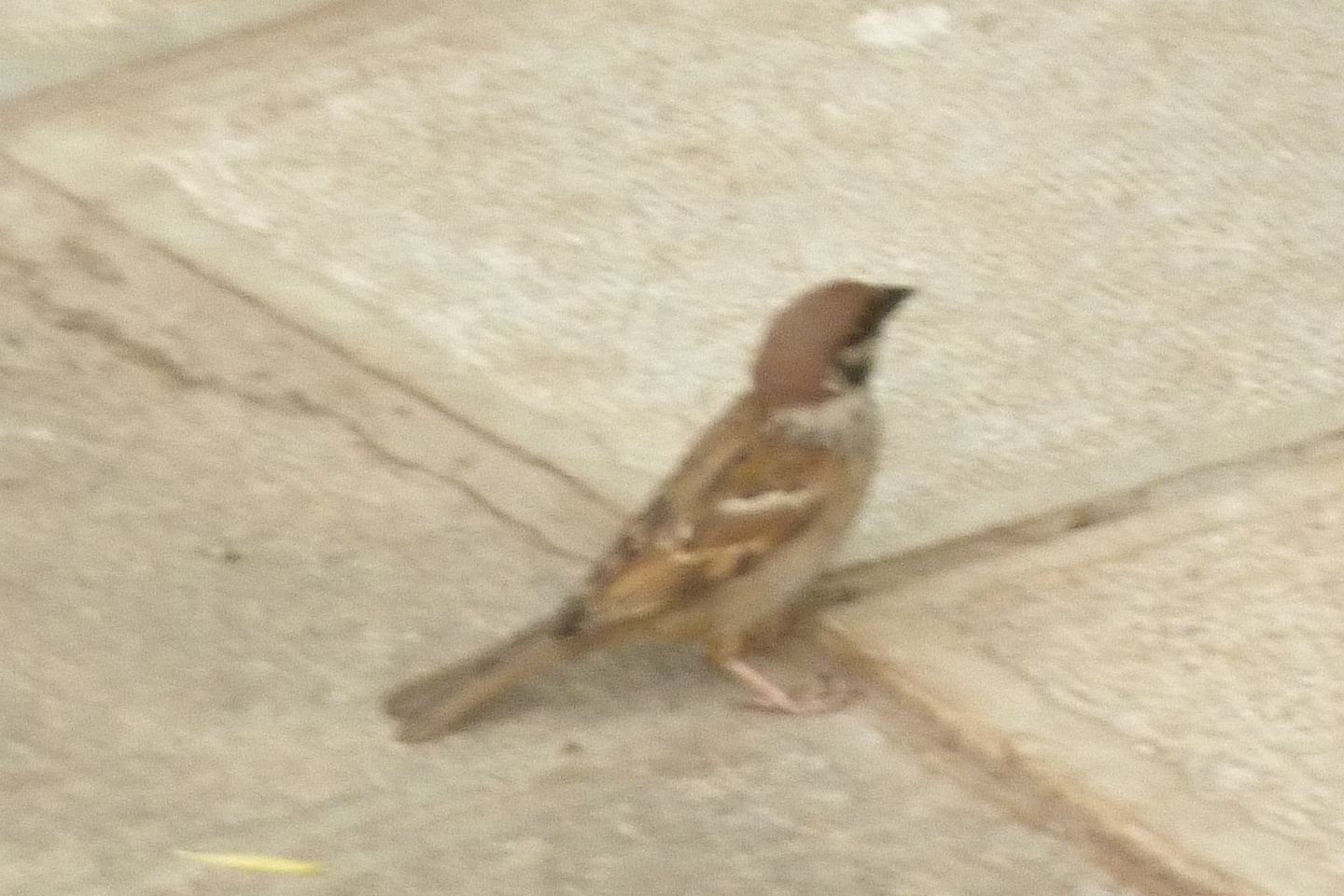 Eurasian Tree Sparrow