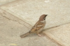 Passer montanus