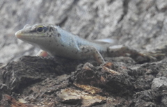 Lamprolepis smaragdina