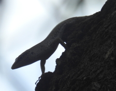 Lamprolepis smaragdina