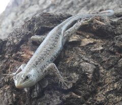 Lamprolepis smaragdina