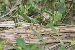 Takydromus kuehnei