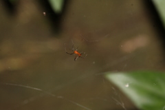 Argyrodes miniaceus