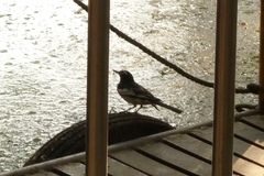 Motacilla alba