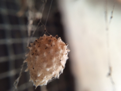 Latrodectus geometricus