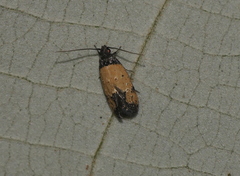 Tyrolimnas anthraconesa